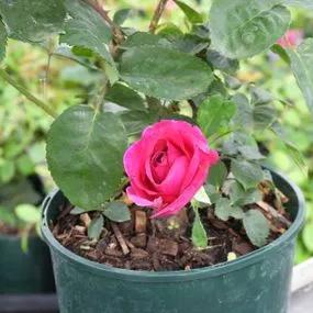 Timeless Purple Rose (Rosa Timeless Purple) 5